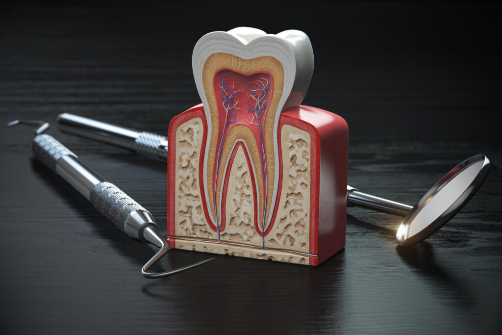 tooth model cross section with dental tools on bla 2021 08 26 16 57 03 utc